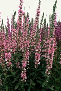 Lythrum salicaria JS 'Pink Blush' P9