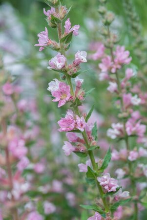 Lythrum salicaria JS 'Pink Blush' P9 - afbeelding 2