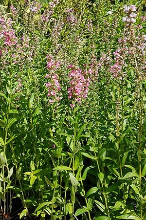 Lythrum salicaria JS 'Pink Blush' P9 - afbeelding 3