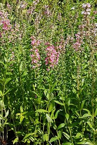 Lythrum salicaria JS 'Pink Blush' P9 - afbeelding 3