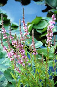 Lythrum salicaria JS 'Pink Blush' P9 - afbeelding 4