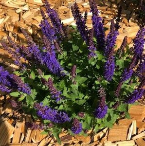 Salvia nemorosa 'Blue Bouquetta' P9