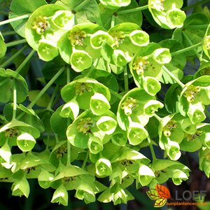 Euphorbia characias wulfenii C2