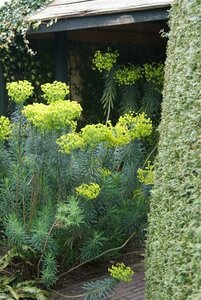 Euphorbia characias wulfenii C2 - afbeelding 4