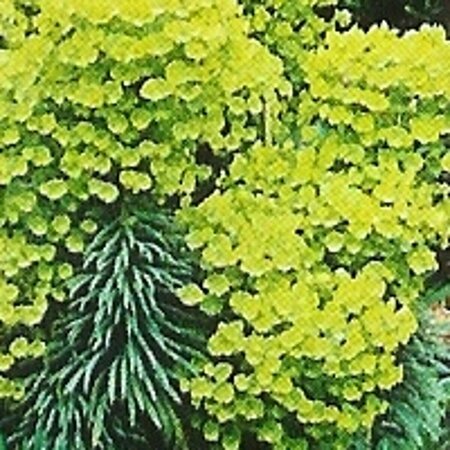 Euphorbia characias wulfenii C2 - afbeelding 6
