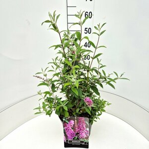 Buddleja davidii 'Pink Delight' C5 - afbeelding 2