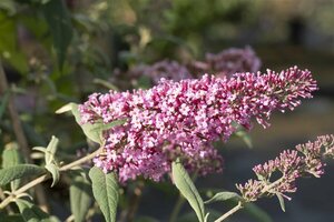 Buddleja davidii 'Pink Delight' C5