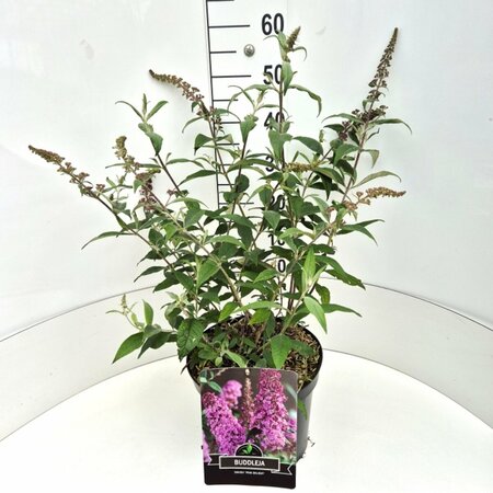 Buddleja davidii 'Pink Delight' - afbeelding 4
