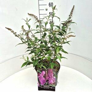 Buddleja davidii 'Pink Delight' - afbeelding 4