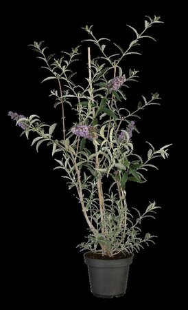 Buddleja davidii 'Nanho Blue' C5