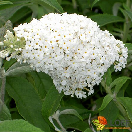 Buddleja davidii 'White Profusion' - afbeelding 1