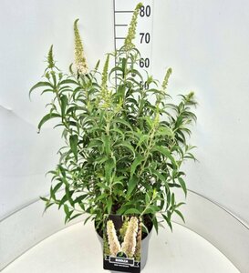 Buddleja davidii 'White Profusion' - afbeelding 3