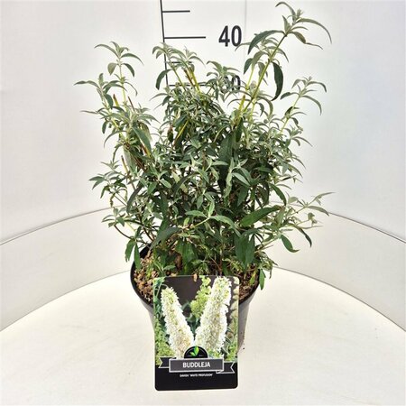 Buddleja davidii 'White Profusion' - afbeelding 8