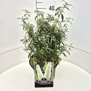 Buddleja davidii 'White Profusion' - afbeelding 8