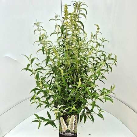 Buddleja davidii 'White Profusion' - afbeelding 4