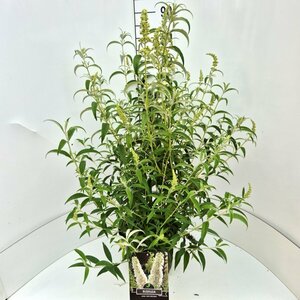 Buddleja davidii 'White Profusion' - afbeelding 4