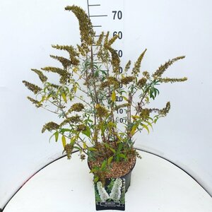 Buddleja davidii 'White Profusion' - afbeelding 2
