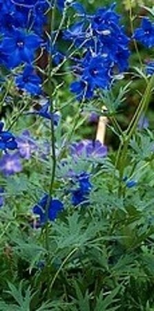Delphinium belladonna 'Völkerfrieden' P9 - afbeelding 2