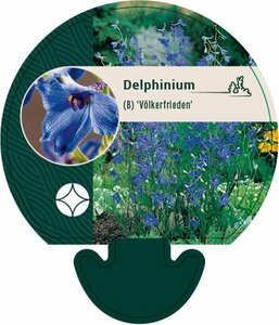 Delphinium belladonna 'Völkerfrieden' P9 - afbeelding 4