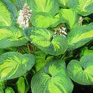Hosta sieb. 'Great Expectations' P9
