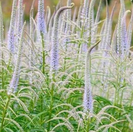 Veronicastrum virginicum 'Lavendelturm' P9 - afbeelding 1