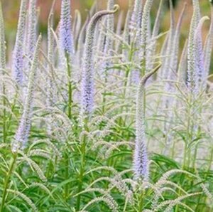 Veronicastrum virginicum 'Lavendelturm' P9