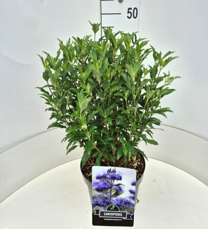 Caryopteris cland. Grand Bleu C5 - afbeelding 1