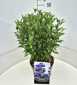 Caryopteris cland. Grand Bleu C5