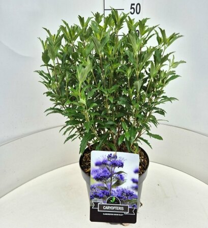 Caryopteris cland. Grand Bleu C5 - afbeelding 2