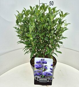 Caryopteris cland. Grand Bleu C5 - afbeelding 2