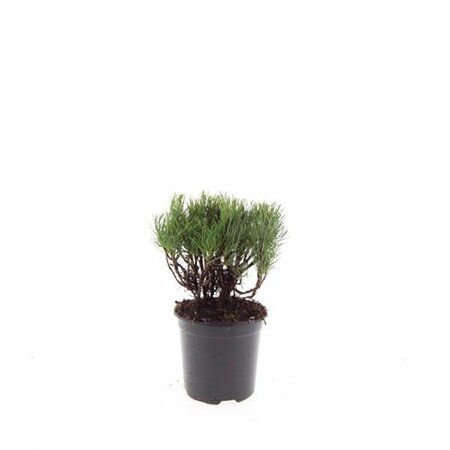 Pinus mugo mugo - afbeelding 2