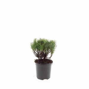 Pinus mugo mugo - afbeelding 2