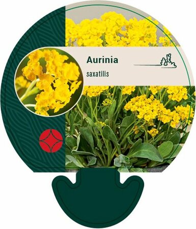 Aurinia saxatilis P9 - afbeelding 2
