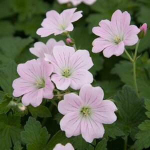 Geranium 'Dreamland' P9 - afbeelding 4