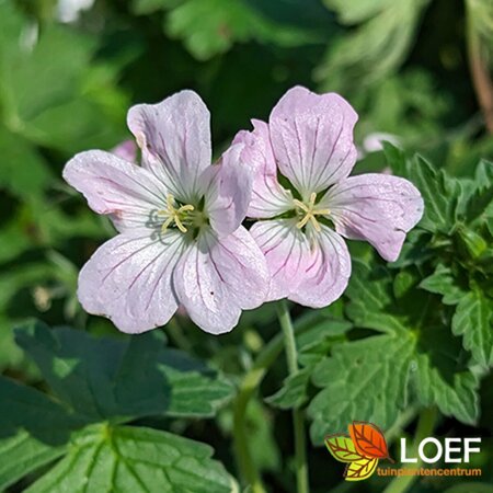 Geranium 'Dreamland' P9 - afbeelding 1