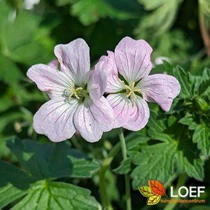 Geranium 'Dreamland' P9