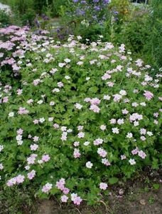 Geranium 'Dreamland' P9 - afbeelding 6