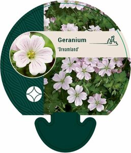 Geranium 'Dreamland' P9 - afbeelding 7