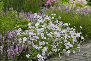 Geranium 'Dreamland' P9 - afbeelding 3