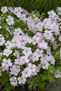 Geranium 'Dreamland' P9 - afbeelding 3