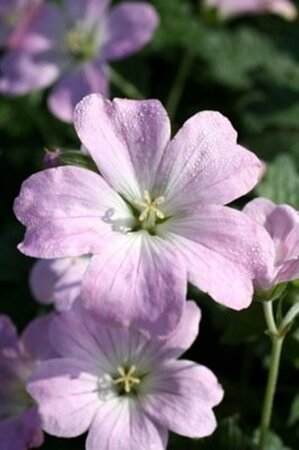 Geranium 'Dreamland' P9 - afbeelding 2