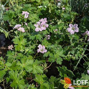 Geranium 'Dreamland' P9 - afbeelding 9