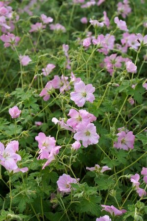 Geranium 'Dreamland' P9 - afbeelding 2