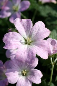 Geranium 'Dreamland' P9 - afbeelding 10