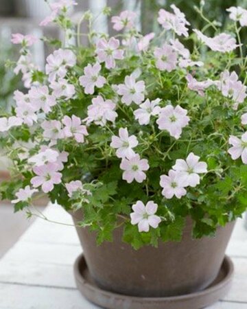 Geranium 'Dreamland' P9 - afbeelding 13