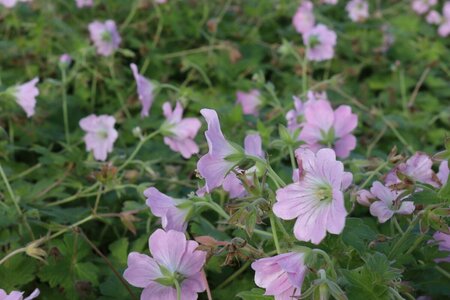 Geranium 'Dreamland' P9 - afbeelding 5