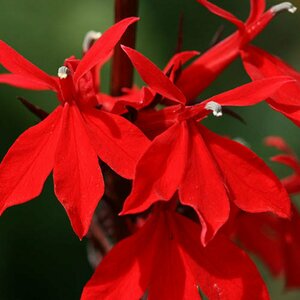 Lobelia fulgida 'Queen Victoria' P9