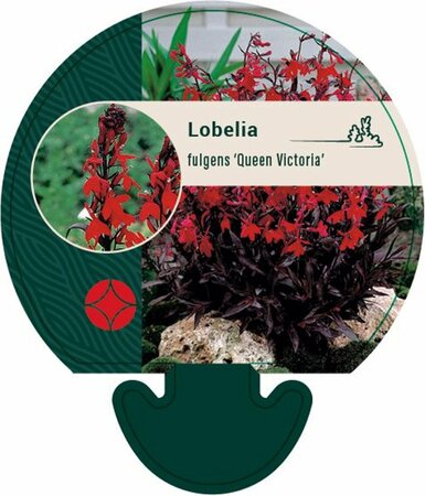 Lobelia fulgida 'Queen Victoria' P9 - afbeelding 5