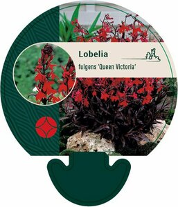 Lobelia fulgida 'Queen Victoria' P9