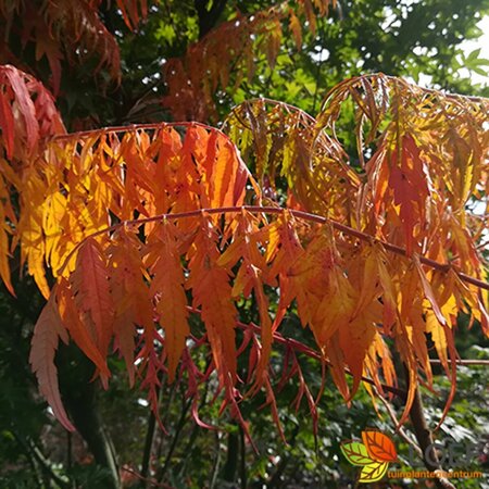 Rhus typhina 'Dissecta'